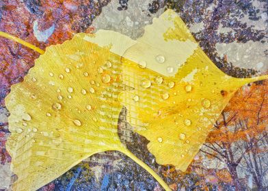 Ginkgo Leaf with Raindrops