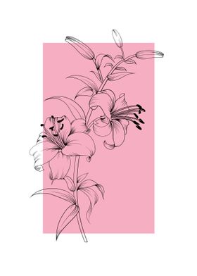 Lily Flower Line Art