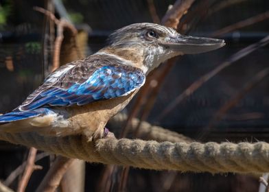 Kookaburra on a Rope