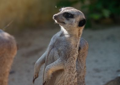 Meerkat Standing Tall