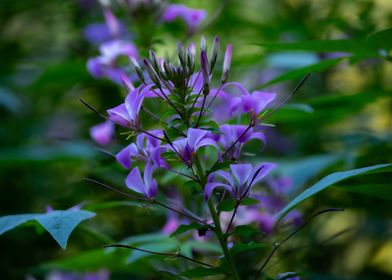 Purple Flowers in Bloom