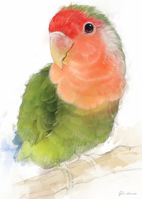 Green and Red Lovebird