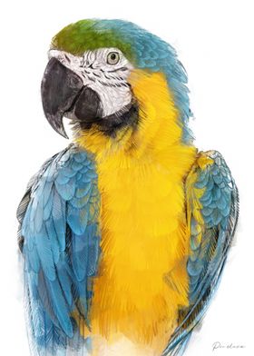 Blue and Gold Macaw Portrait