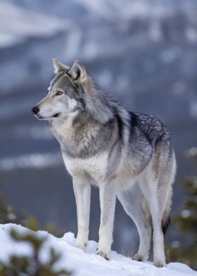 Wolf in Snowy Landscape