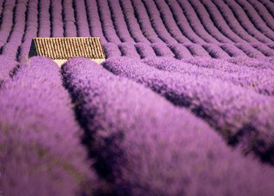 Lavender Field with House