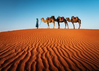 Camel Caravan in Desert