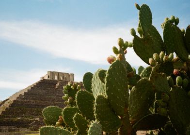 Cactus and Ruins