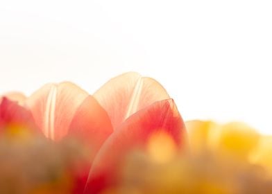 Close-up Tulip Petals