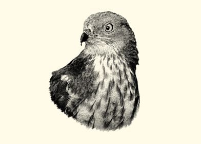 Honey Buzzard Portrait