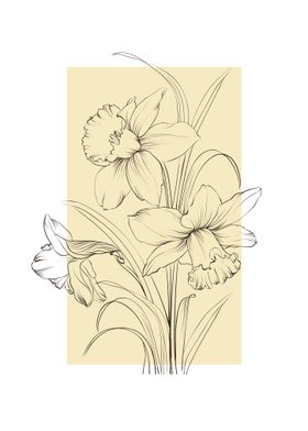 Daffodil Narcissus Line Art