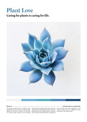 Blue Succulent Plant Love