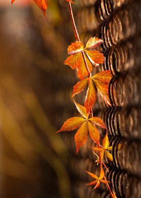 Autumn Vine on Wall