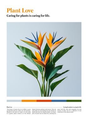 Bird of Paradise Plant Poster