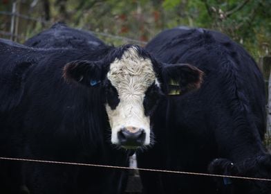 Black and White Cow