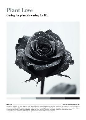 Black Rose with Dew Drops