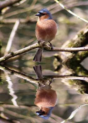 Chaffinch on a Branch 