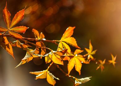 Autumn Leaves in Sunlight