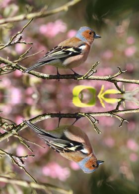 Chaffinch Reflection