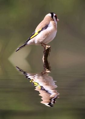 Reflection of a Goldfinch