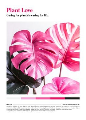 Pink Monstera Plant