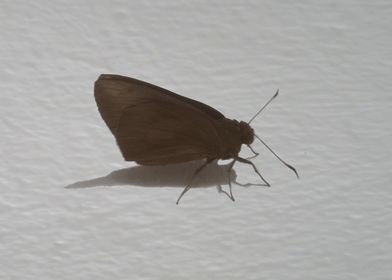 Brown Butterfly on White