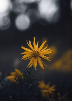 Single Yellow Wildflower