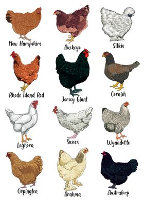 Chickens - Chicken Breeds Illustration