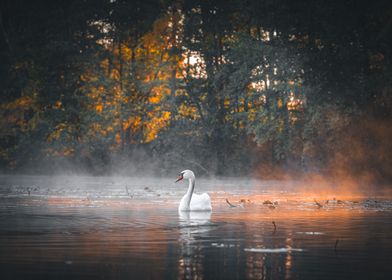 Swan in Misty Lake