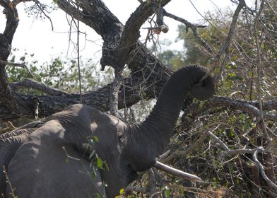 Elephant Reaching for Leaves