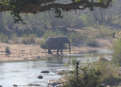 Elephant Drinking at River in South Africa