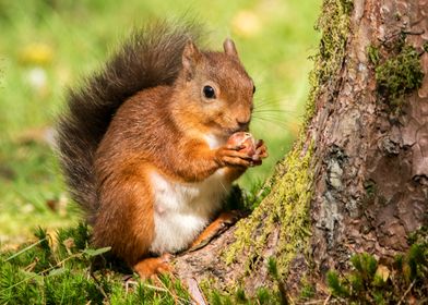 Red Squirrel eating a nut