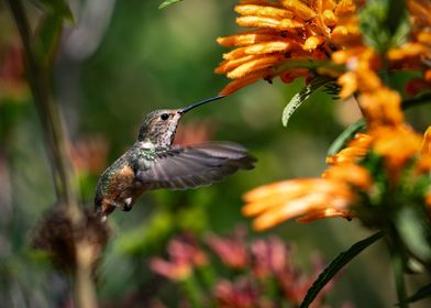 Hummingbird in Flight with Flowers