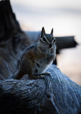 Chipmunk on a Log Photograph