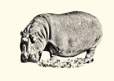 Hippopotamus Illustration