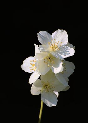 White Jasmine Flowers