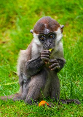 Curious Monkey Eating