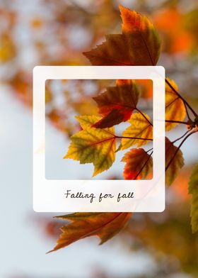 Falling for Fall Leaves