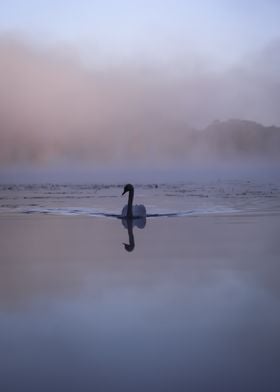 Swan in Misty Lake