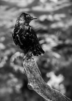 Black Crow on Branch