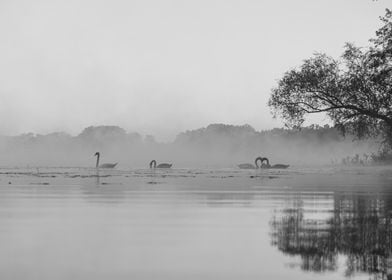 Misty Swans on a Lake