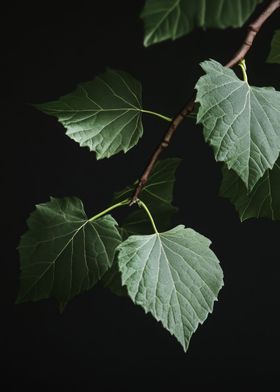 Green Leaves on Black