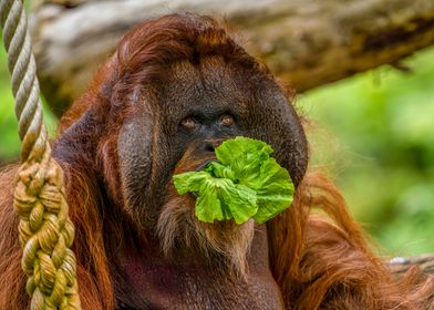 Orangutan Eating Lettuce