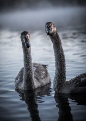 Two Swans in Water