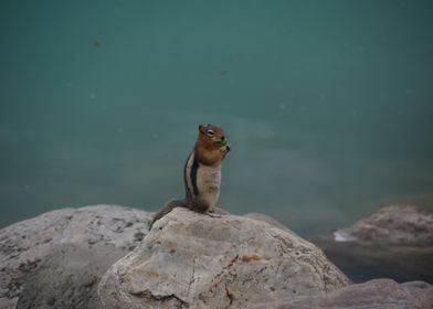 Squirrel on Rock by Water