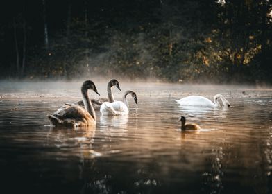 Swans on Misty Lake