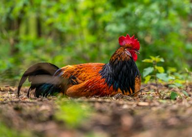 Rooster in Forest