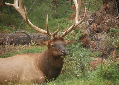 Elk in Forest