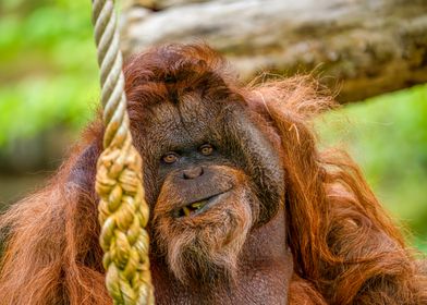 Orangutan Close-Up