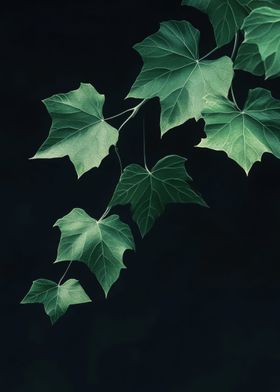 Green Leaves on Black