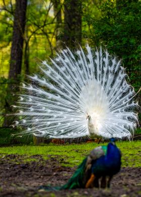 White Peacock Display